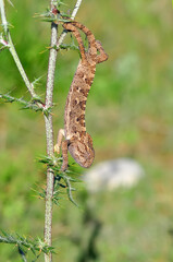 Macro shots, Beautiful nature scene dragonfly.   