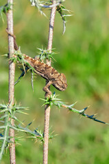 Macro shots, Beautiful nature scene dragonfly.   