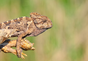 Macro shots, Beautiful nature scene green chameleon 