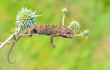 Macro shots, Beautiful nature scene green chameleon 