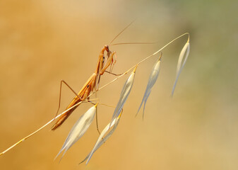 Close up of pair of Beautiful European mantis ( Mantis religiosa )