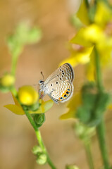 Naklejka premium Closeup beautiful butterfly in a summer garden