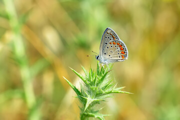 Closeup beautiful butterfly in a summer garden