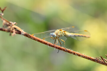Macro shots, Beautiful nature scene dragonfly.   