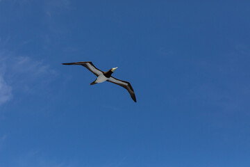 Fototapeta na wymiar birds in flight ( broun boody )
