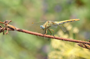 Macro shots, Beautiful nature scene dragonfly.   