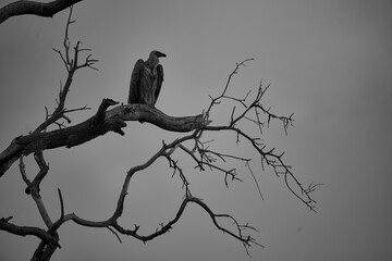 White backed vulture group Gyps africanus Old World vulture family Accipitridae