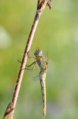Macro shots, Beautiful nature scene dragonfly.   
