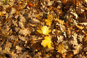 Fallen oak leaves with on ground in forest.