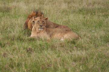 Lion and Lioness Kenya Safari Savanna Mating