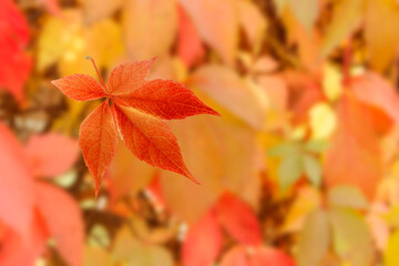 Red-orange leaf of wild grapes against a blurry fence twined with grape leaves.
