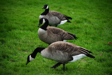 Geese