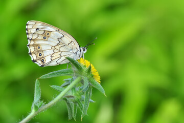 Closeup beautiful butterfly in a summer garden