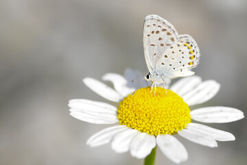 Closeup beautiful butterfly in a summer garden