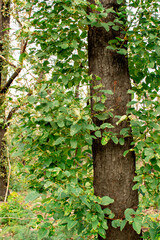 Australian bushfires aftermath: eucalyptus trees recovering after severe fire damage. Eucalyptus can survive and re-sprout from buds under their bark or from a lignotuber at the base of the tree.