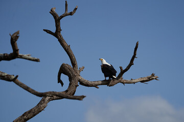 African Fish Sea Eagle Catching Fish Lake Hunting Haliaeetus vocifer