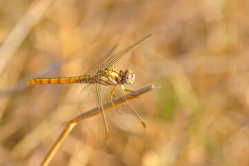 Macro shots, Beautiful nature scene dragonfly.   