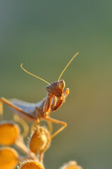 Close up of pair of Beautiful European mantis ( Mantis religiosa )