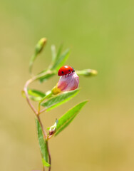 Beautiful ladybug on leaf defocused background