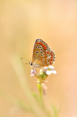 Closeup beautiful butterfly in a summer garden