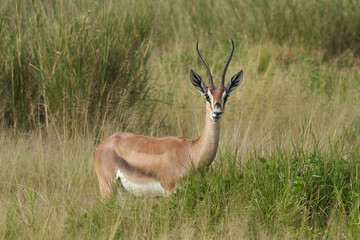 Thomson Thomsons Gazelle Eudorcas thomsonii Antelope Portrait Africa Safari