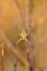 Beautiful spider on a spider web 
