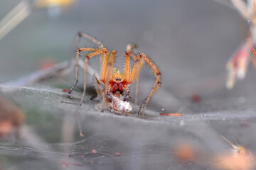 Beautiful spider on a spider web 
