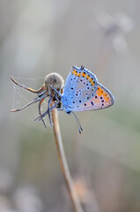 Closeup beautiful butterfly in a summer garden