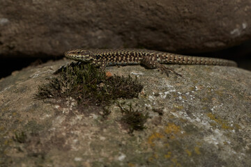 common wall lizard podarcis muralis Reptile Close up Portrait Clear