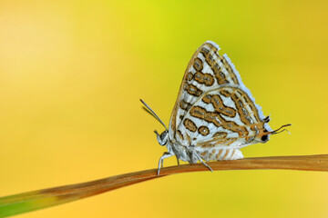 Closeup beautiful butterfly in a summer garden