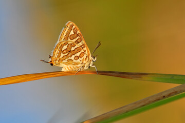 Closeup beautiful butterfly in a summer garden