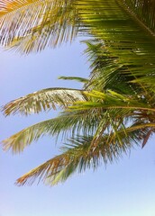Fototapeta premium palm tree in the blue sky