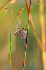 Closeup beautiful butterfly in a summer garden