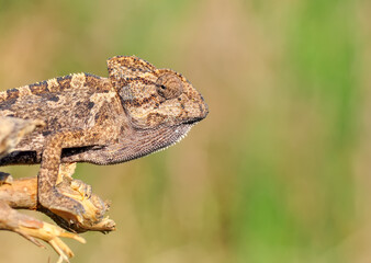 Macro shots, Beautiful nature scene green chameleon 