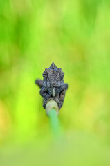 Macro shots, Beautiful nature scene green chameleon 