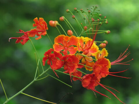 Flores de Flamboyant-mirim de cores vermelha, alaranjada e amarela.