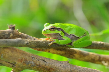 Beautiful Europaean Tree frog Hyla arborea 