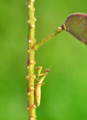 Close up of pair of Beautiful European mantis ( Mantis religiosa )