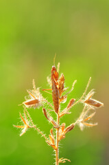 Close up of pair of Beautiful European mantis ( Mantis religiosa )