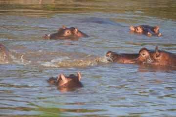 Fototapeta premium Hippo Hippopotamus amphibious Africa Safari Portrait Water
