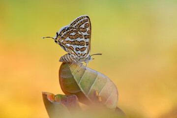 Closeup beautiful butterfly in a summer garden