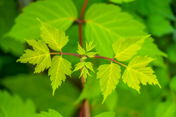 Natural fresh vibrant green leaves of a plant close up on a sunny day
