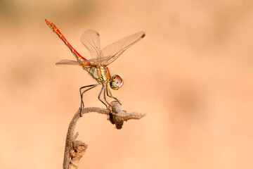 Macro shots, Beautiful nature scene dragonfly.   