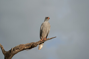 Goshawk eastern pale chanting goshawk or Somali chanting goshawk Melierax poliopterus Dark chanting goshawk Melierax metabates 