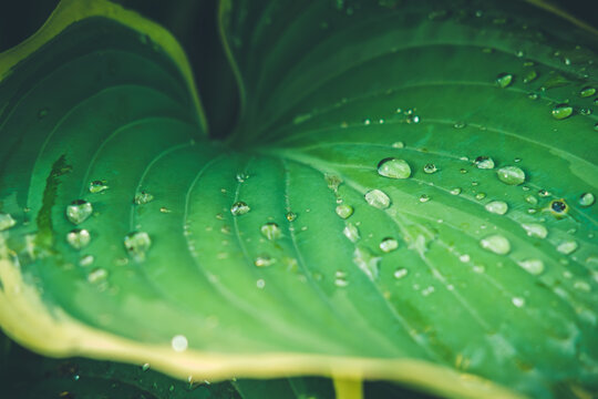 Lush green background with hasta leaf and rain drops. Ecology, nature, calm, back to nature concept. Dark multipurpose drop with place for text, toned