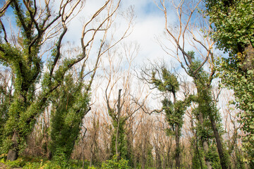 Obraz premium Australian bushfires aftermath: eucalyptus trees recovering after severe fire damage. Eucalyptus can survive and re-sprout from buds under their bark or from a lignotuber at the base of the tree.