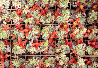 Succulents cactus for decoration. Cactus succulents in a planter.