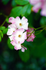 Fototapeta na wymiar Pink ballerina musk rose flowers