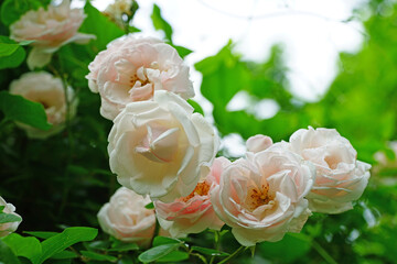 Pale pink flower of the New Dawn climbing rose