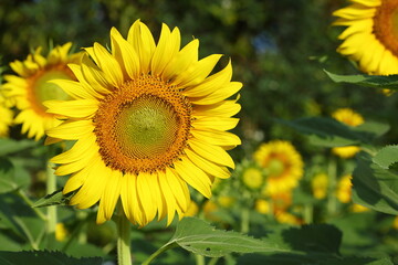 beautiful sunflower blossom blooming in natural garden